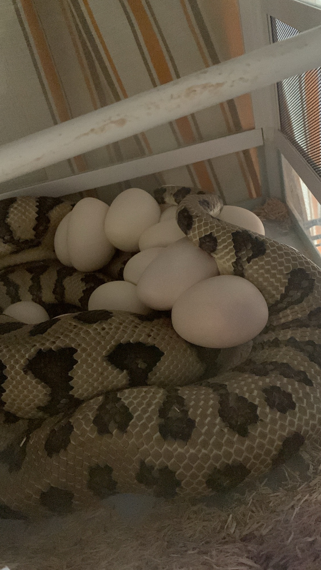Carpet Python Care Guide: Housing, Heat, Humidity, and Health