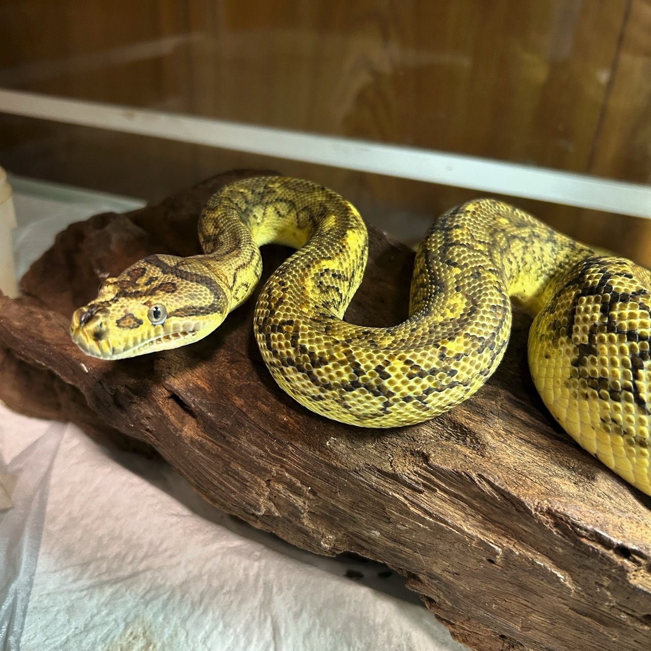 Carpet Python Enclosures by Life Stage: What I Actually Use