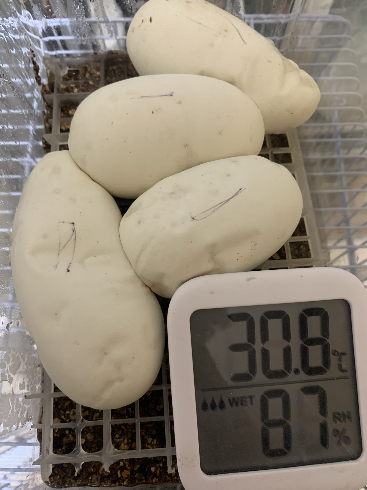 ボールパイソンが産卵しました