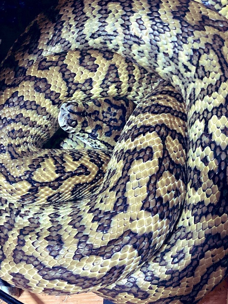 Carpet Python Localities and Morphs: A Keeper’s Complete Guide